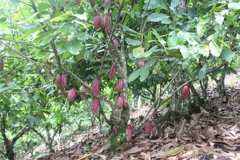 Barra de Chocolate 65% Cacao - Imagen 4