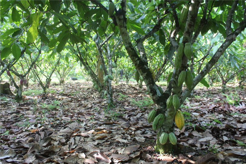 Barra de Chocolate de 80% Cacao - Imagen 2