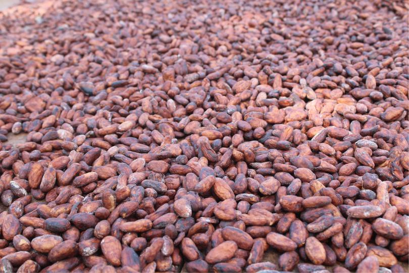 Cacao Especial Fino de Sabor y Aroma - Imagen 2