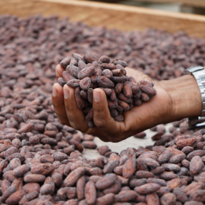 Cacao Especial Fino de Sabor y Aroma