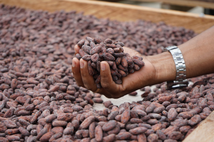 Cacao Especial Fino de Sabor y Aroma